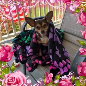 Meet your Posher, Brenda